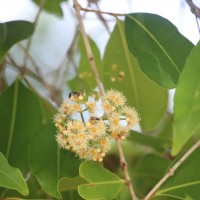 Syzygium cumini (L.) Skeels